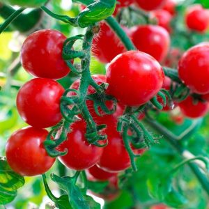 Premium Cherry Tomatoes (Sweet & Juicy)