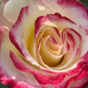 Roses