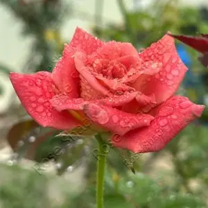 Muzi Lucia