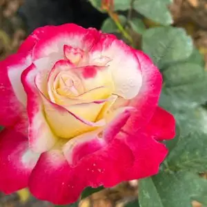 Double Delight