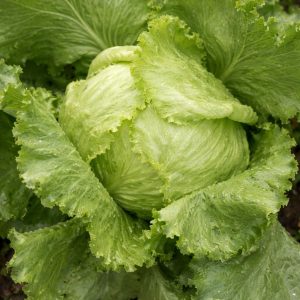 Iceberg Lettuce – Pint Size & Crispino