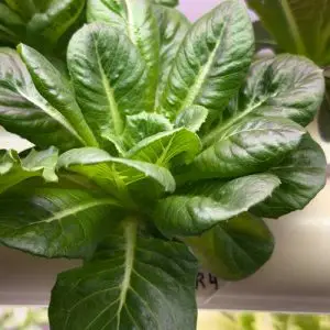Romaine Mini Lettuce – Dragoon