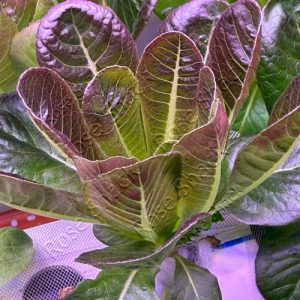 Romaine Lettuce – Mini Red